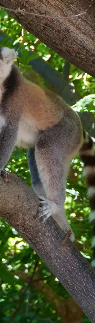 Niedliche Kattas – im Anja-Park